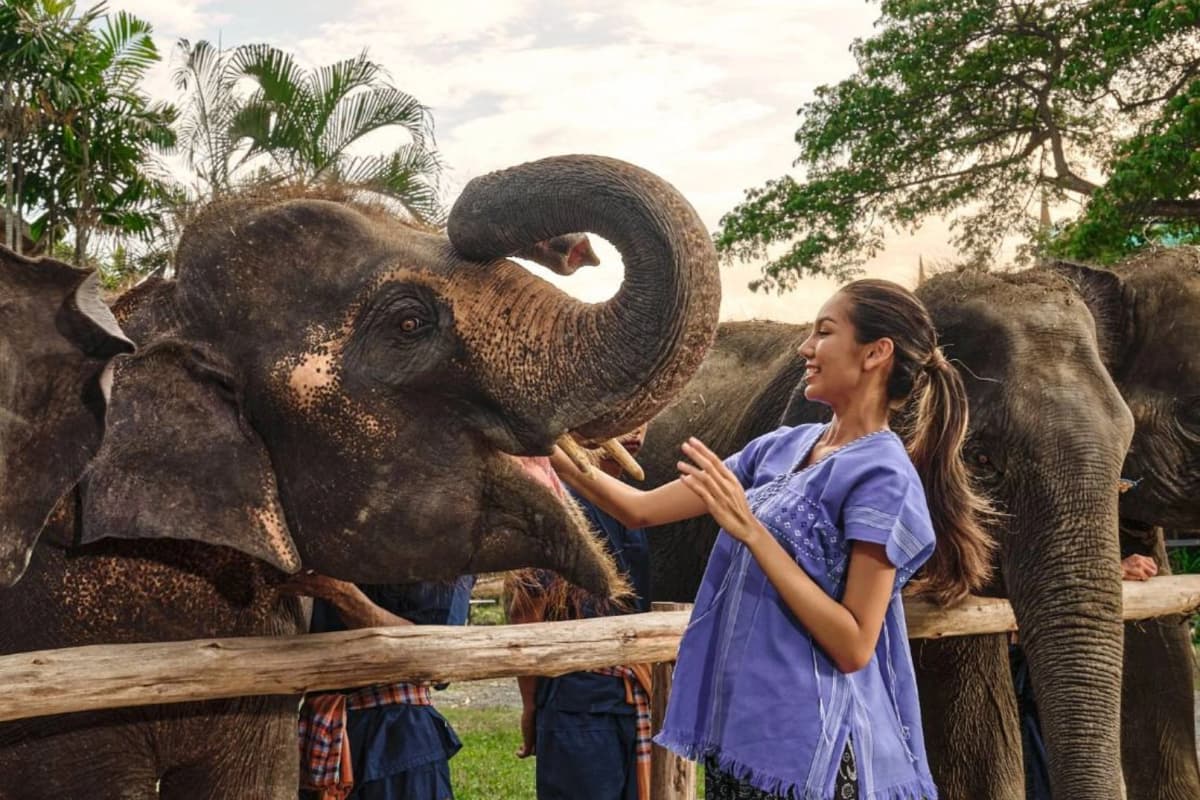 Bangkok Elephant Experience at Bangkok Elephant Park